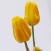 Tulipani Gialli