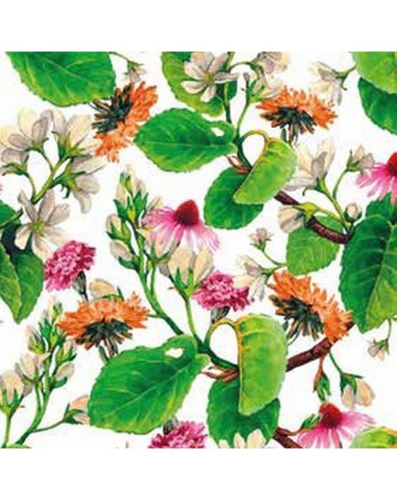 Cusc-Astro50-000-2319