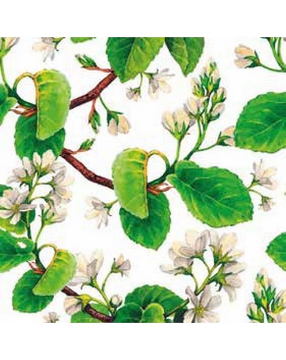 Cusc-Martina40-000-2320