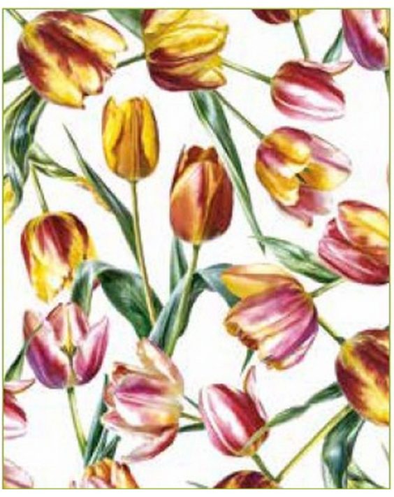 Cusc-Olanda50-000-2313