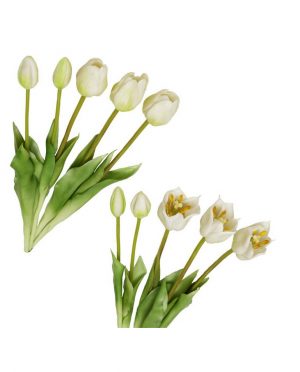 Tulipani Bianchi