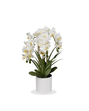 Vaso con Orchidee Bianche