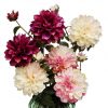 Fiori Dalie